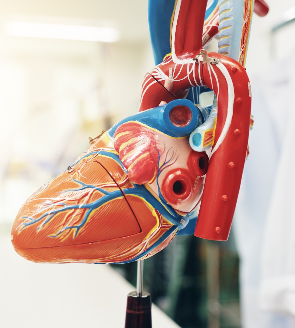 Anatomical heart model